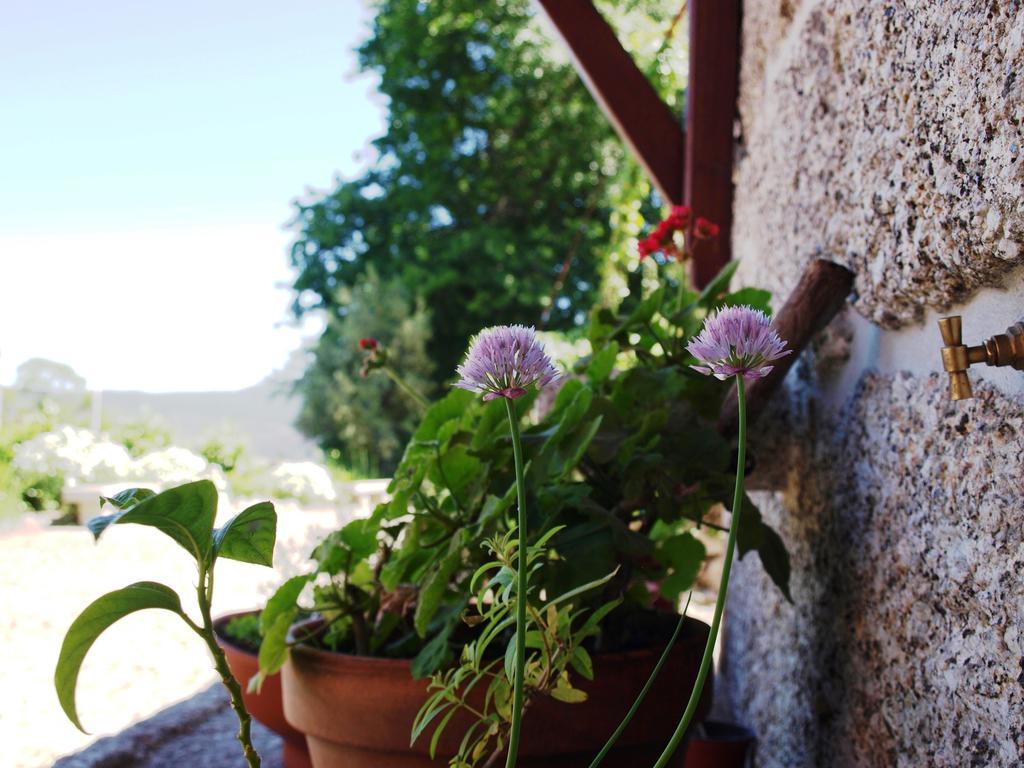 Quinta Da Pousadela - Agroturismo ξενώνας Amarante Εξωτερικό φωτογραφία